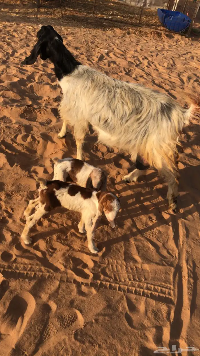 عنز والد تحتها 2 معزه حليب ومضاريع 2