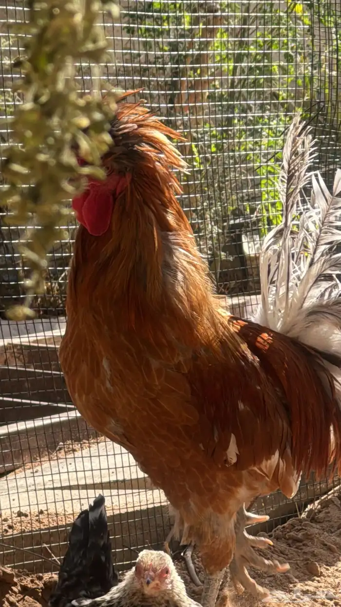 دجاج طقم زينه كشه بولش 3