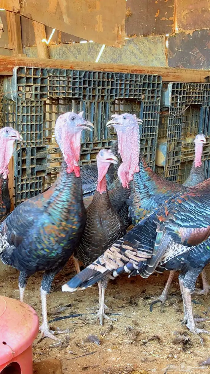 دجاج رومي بادي يبيض 0