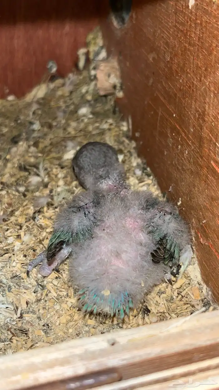 فرخ روز عليه عرض 1