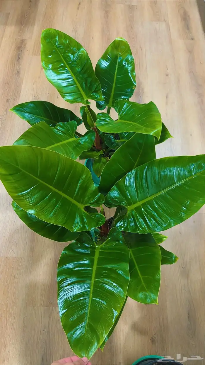 نبتة فيلودندرون امبريال 1