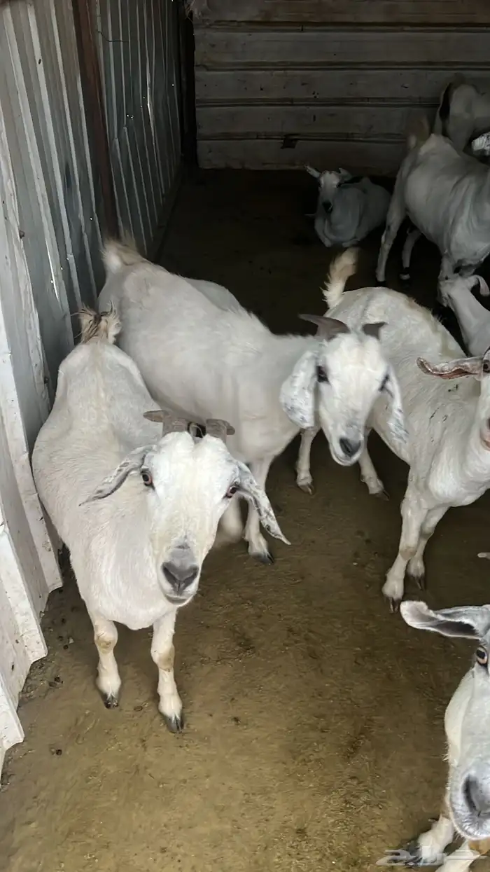 غنم حريات على الشرط 3