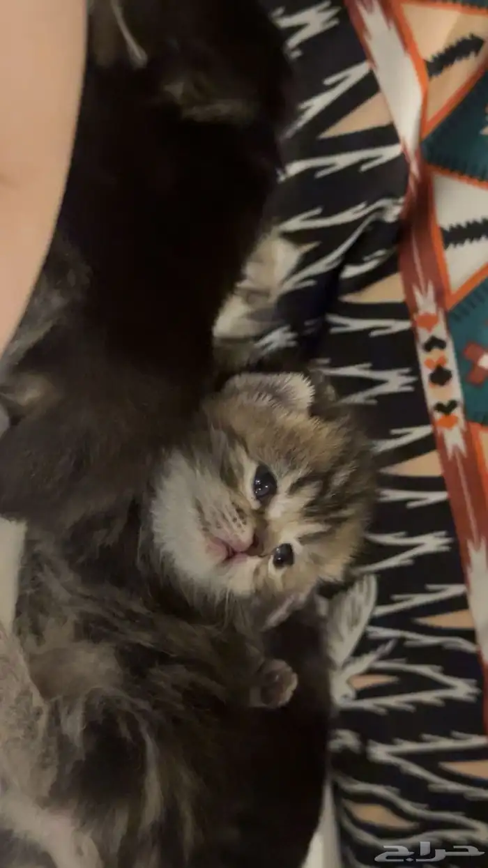 سكوتش فولد جمالو 0