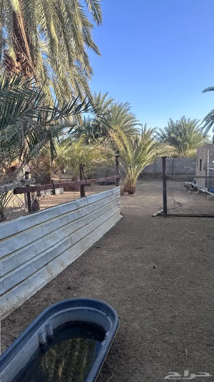 زريبة غنم جاهزه 0