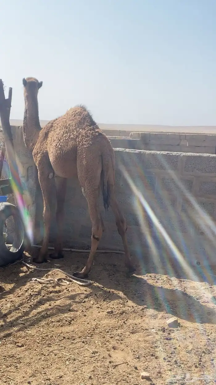 حاشي بري مقفل 1