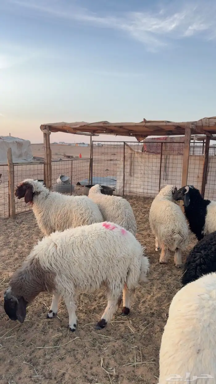 ذبايح نعيم وحري ونجد يوجد تمارا وتابي ( بريدة) 0