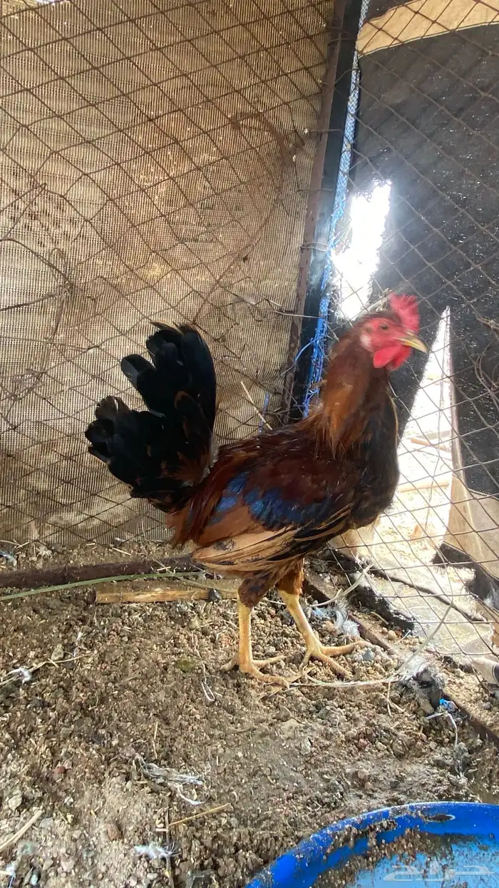 ديوك للبيع فيها ال ( تاج ) 2