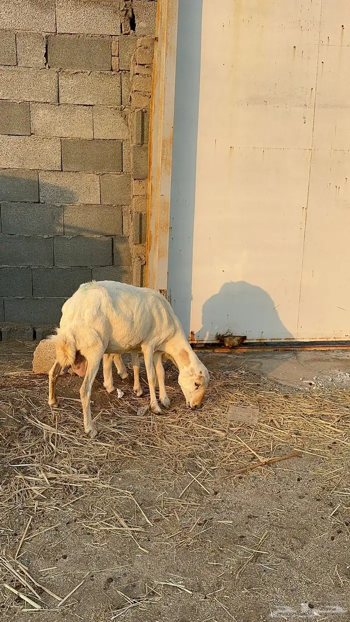 نعجة رفيدية تحتها طلي 5