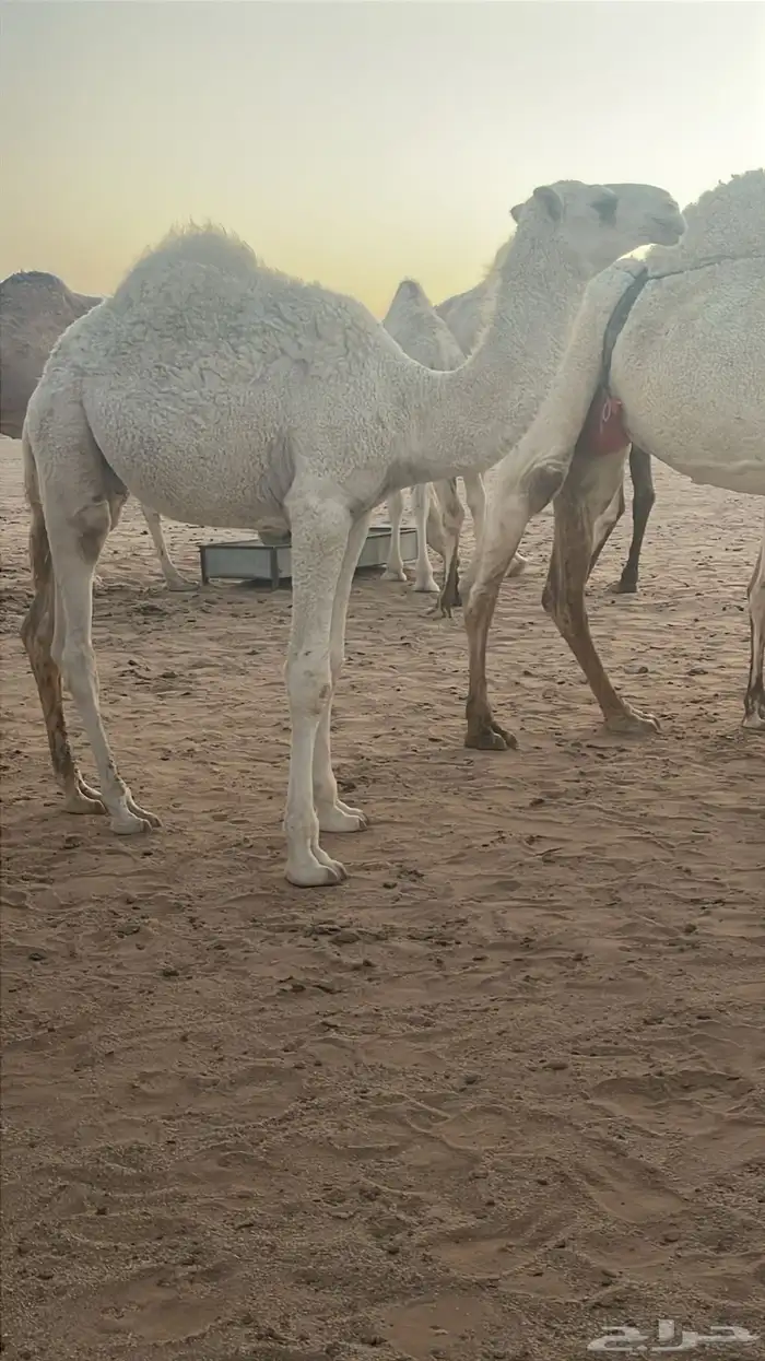 قعود باتلي 3