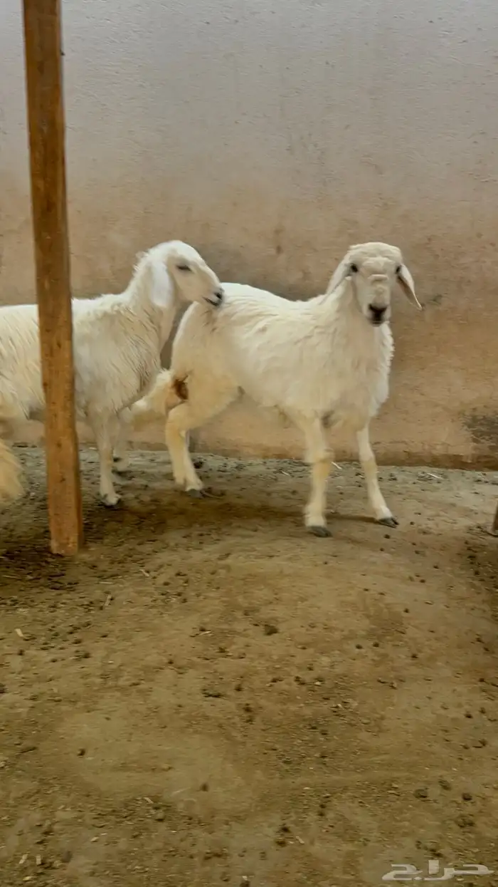 2 رخال حري عمارها فوق 6 اشهر 6