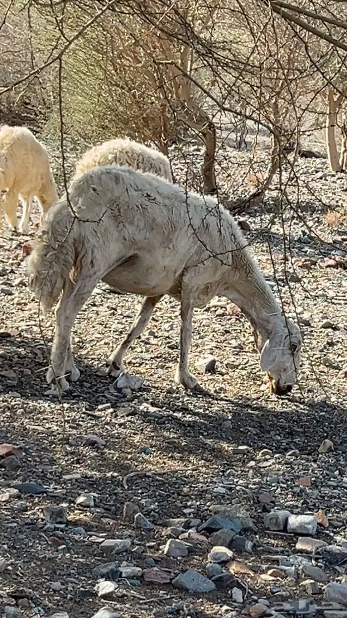 نعجه للبيع 0