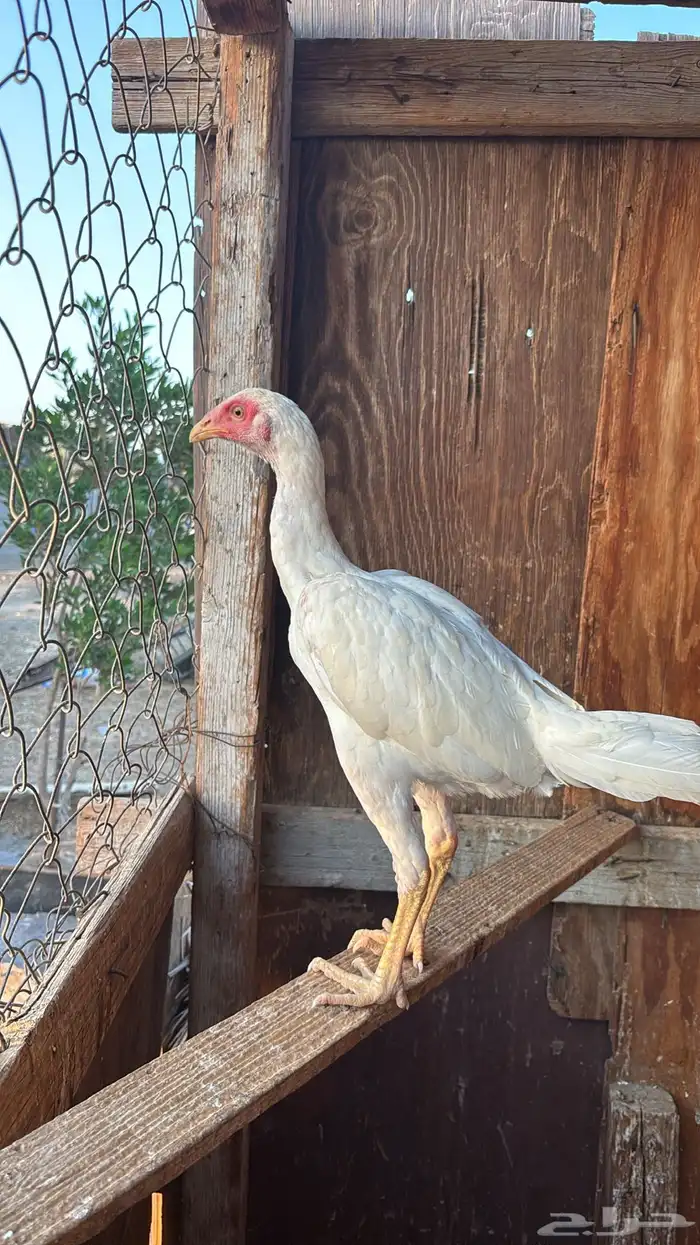 دجاجة باكستانية سندي 0