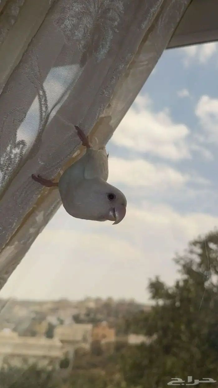 روز البينو 0