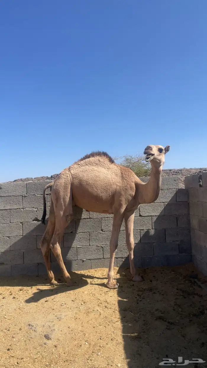 بكره برية للبيع 1