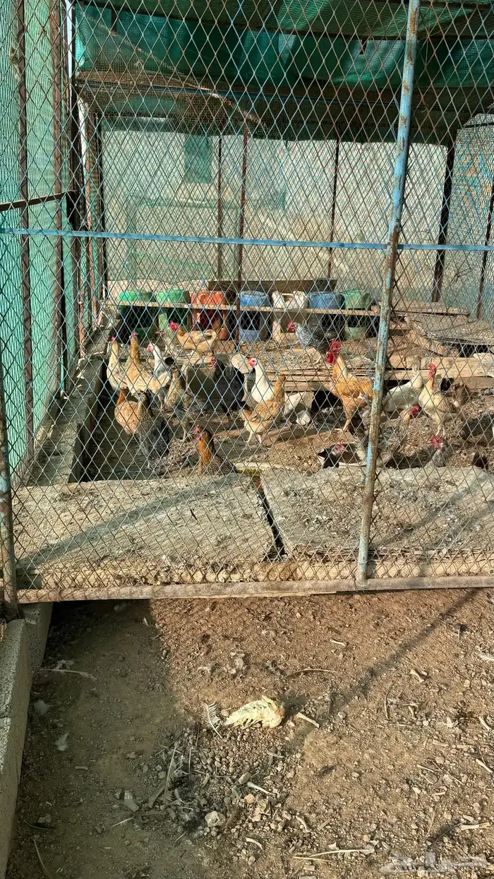 للبيع دجاج 1