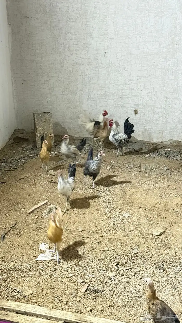 دجاج للبيع 4
