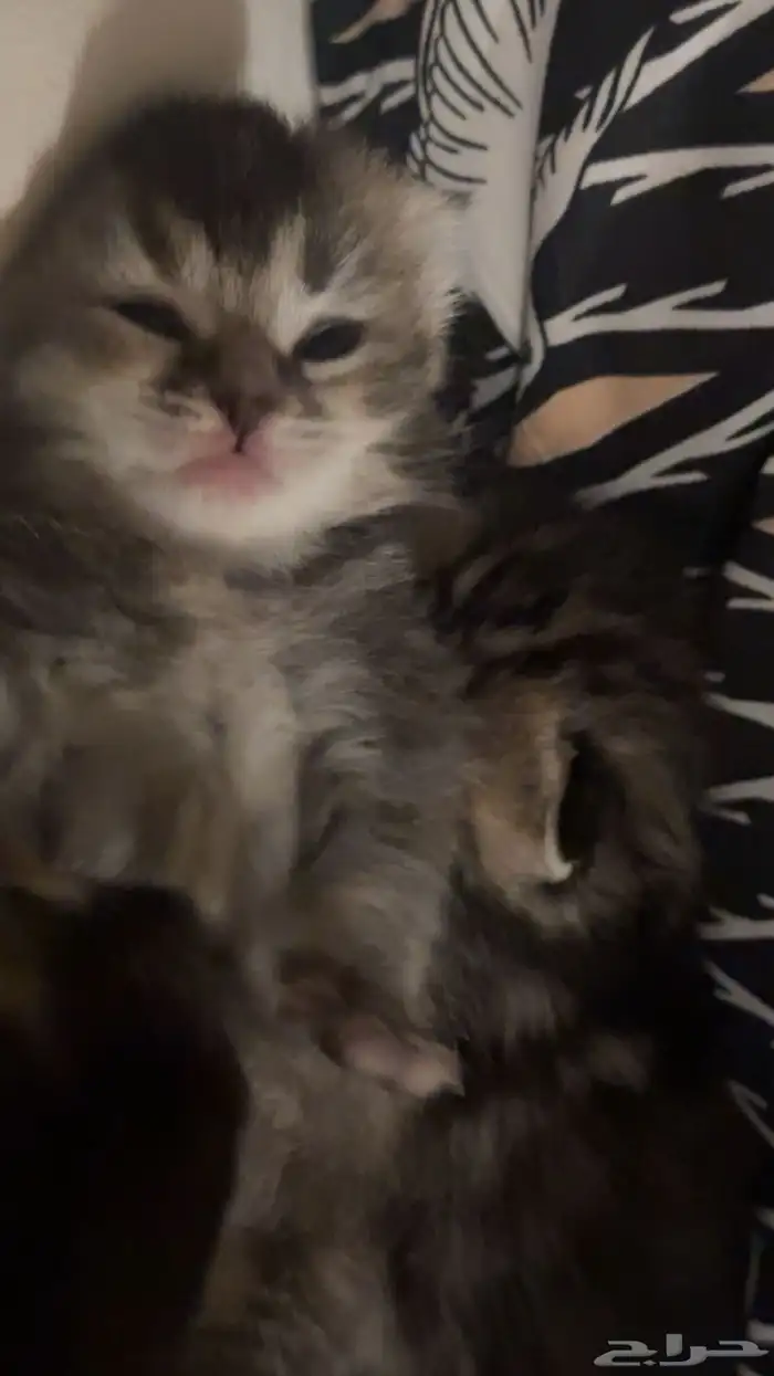 سكوتش فولد جمالو 6