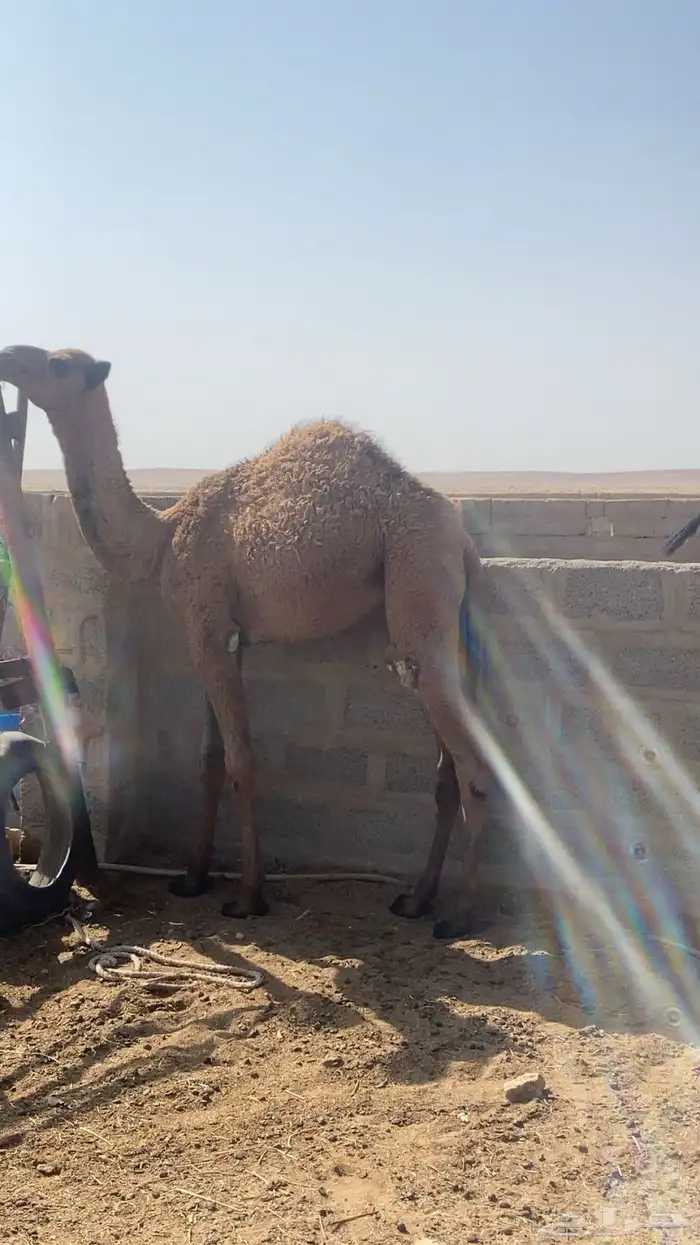 حاشي بري مقفل 0