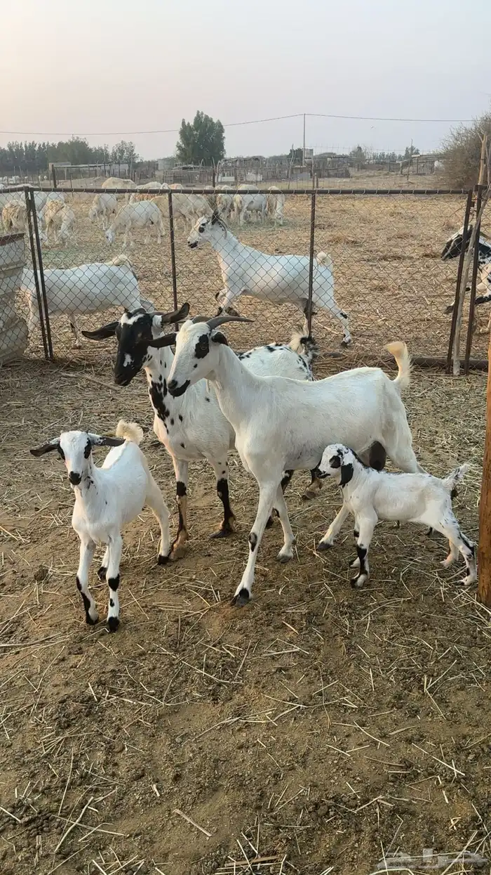 ماعز بيشية خلفات 1