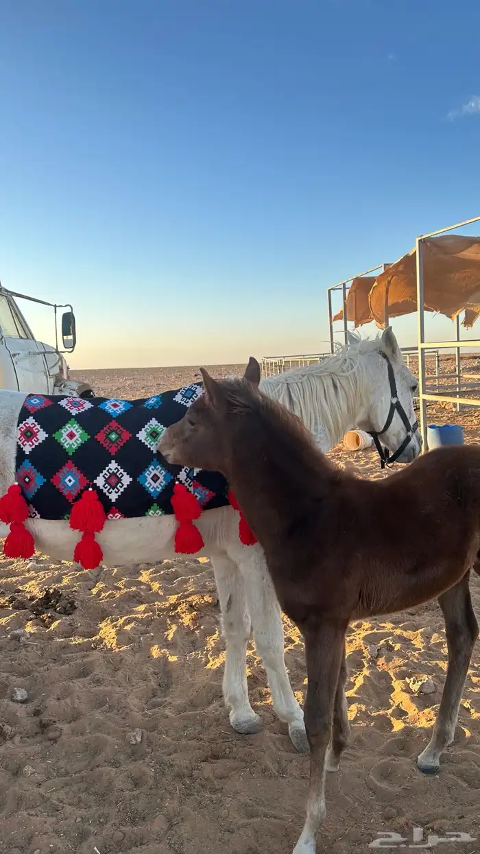 جلال خيل وزينة خيل 3