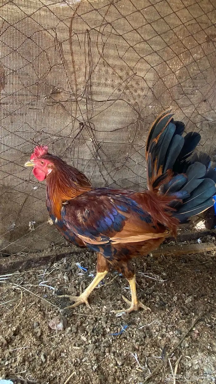 ديوك للبيع فيها ال ( تاج ) 1