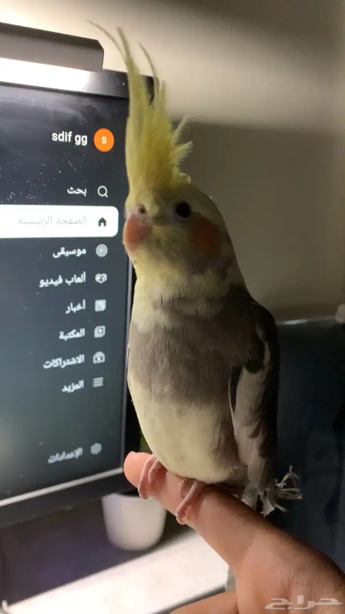 ببغاء كروان 2