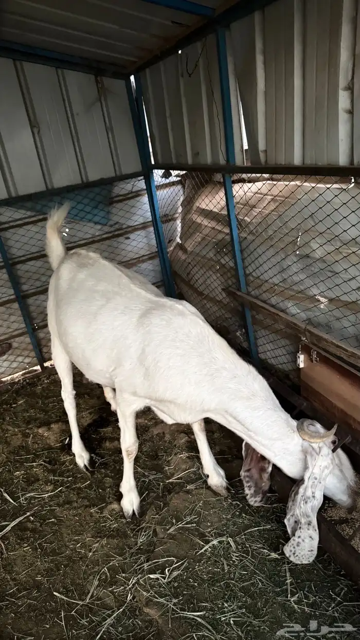 عنز مصريه دافع 0