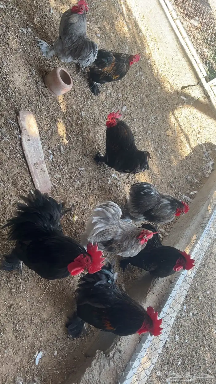 للبيع ديوك رومي و كوشن و وز عراقي 10