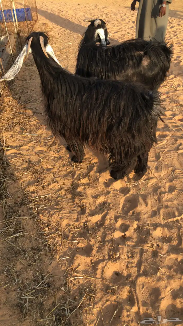 عنز والد تحتها 2 معزه حليب ومضاريع 7