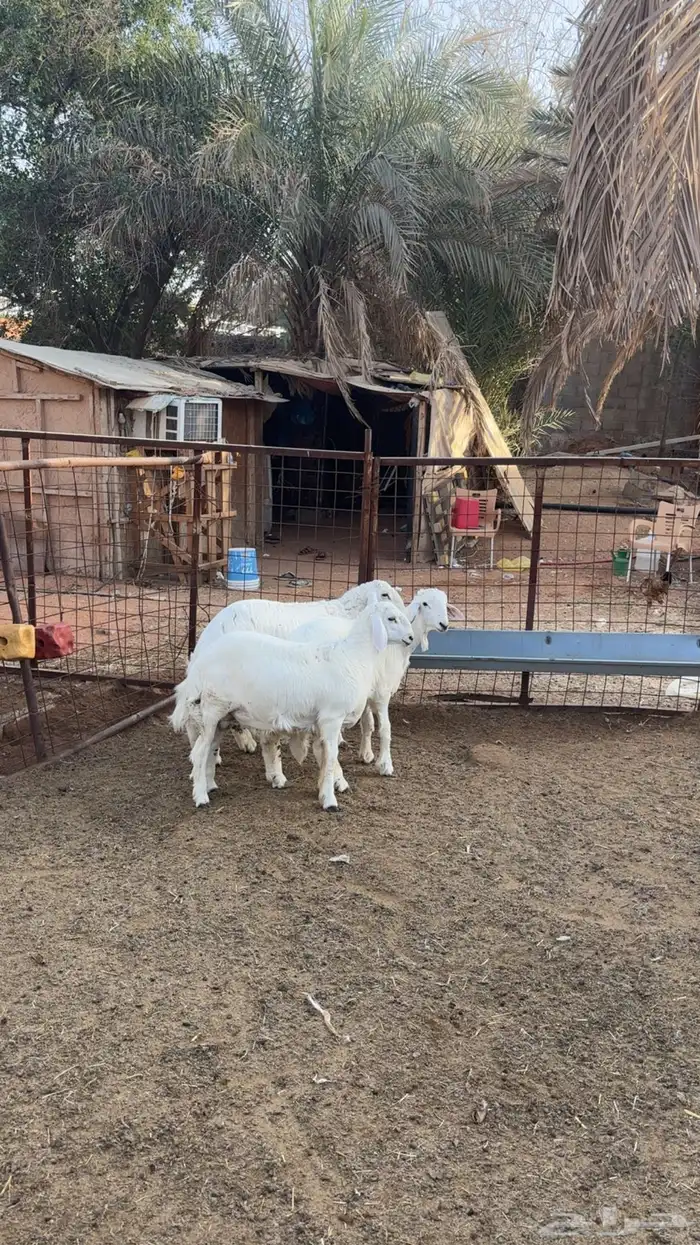 3 طليان طيبه فل شحم 1