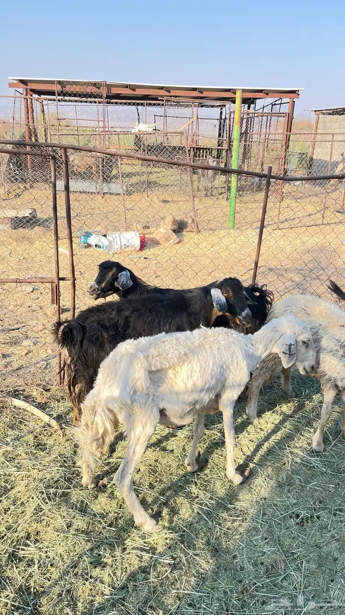 غنم للبيع 4
