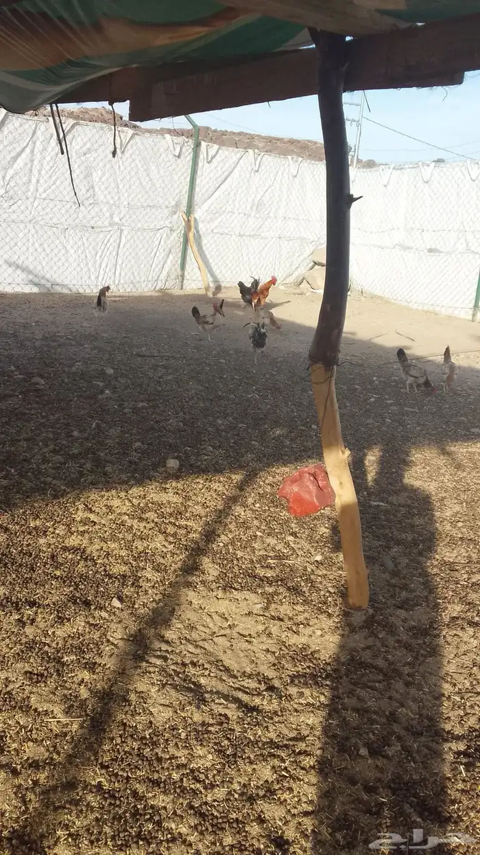 دجاج عربي اصيل 2