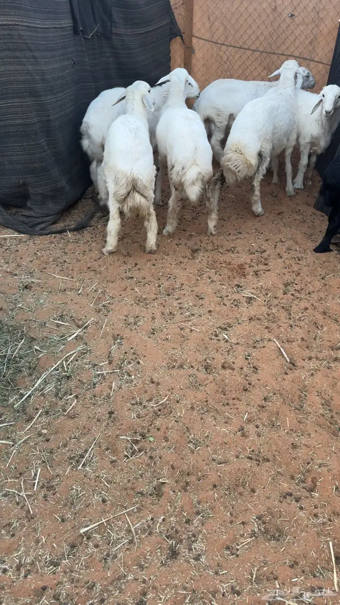 6 طليان حريه جبره 4