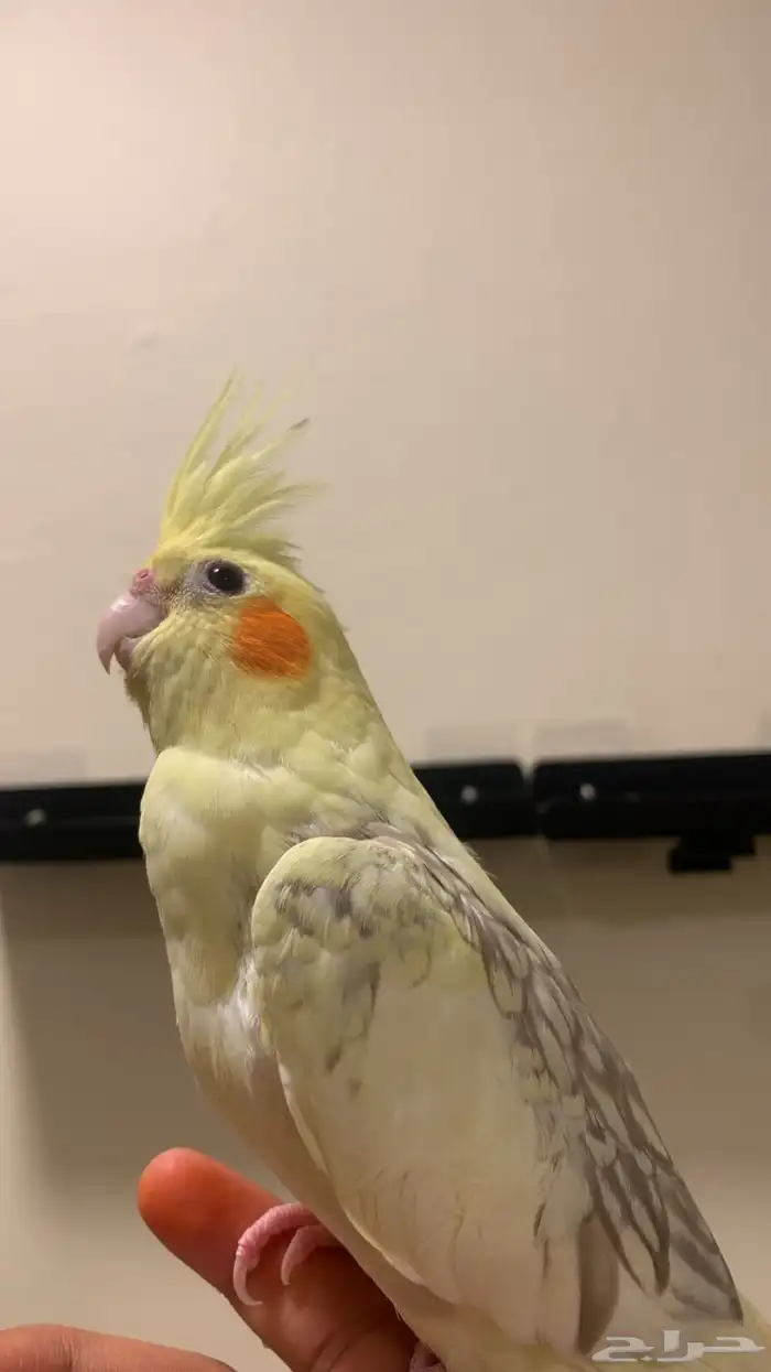 (مباع) كروان بايد اليف جدا فاخر (يعتبر مميز ونادر نسبيا ) 4