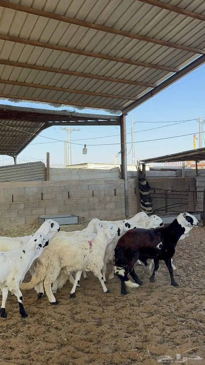 سواكن مرابي 2