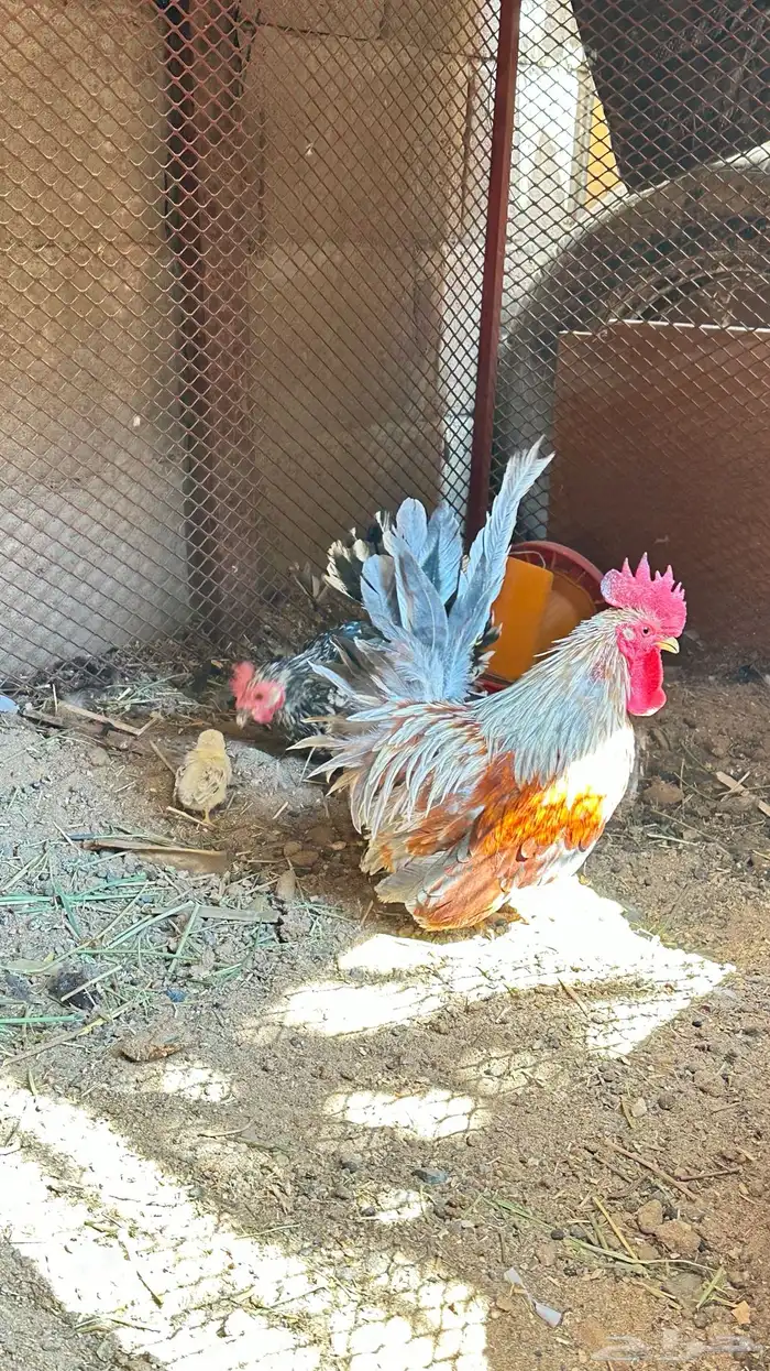 دجاج جبنيز قزم زحفف 0