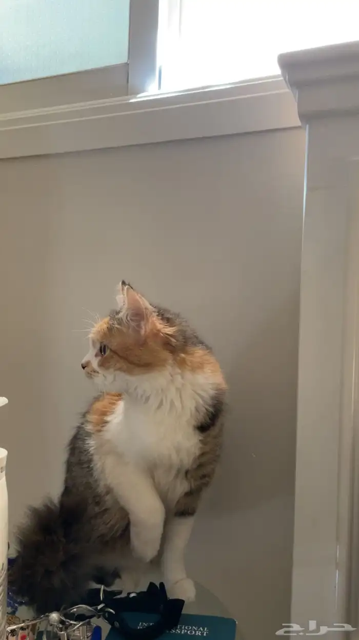 قطوه شيرازيه 2