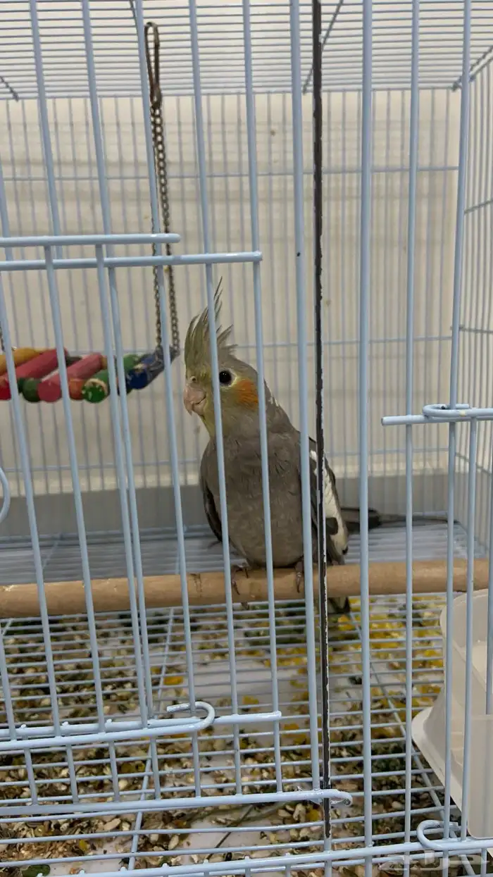 كوكتيل كروان 2