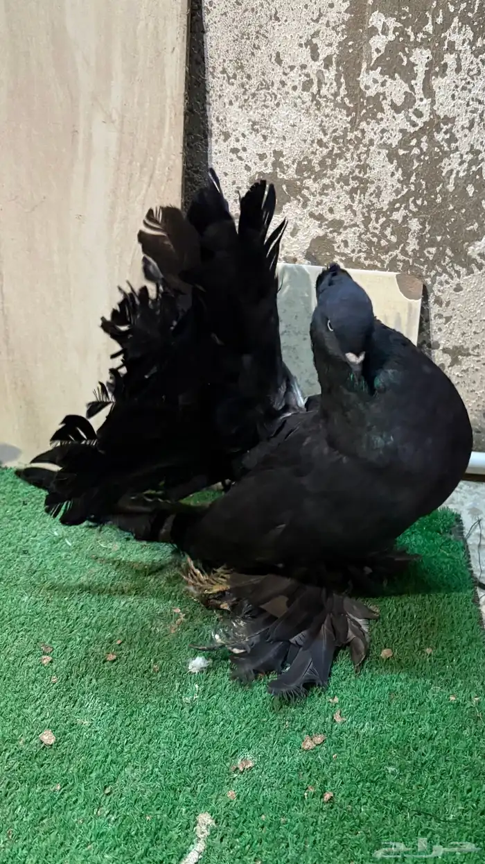 زوج رقاص هندي منتج 3