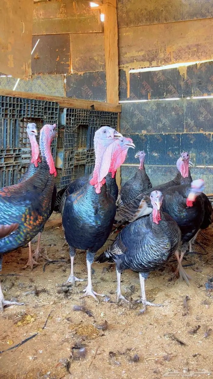 دجاج رومي بادي يبيض 2