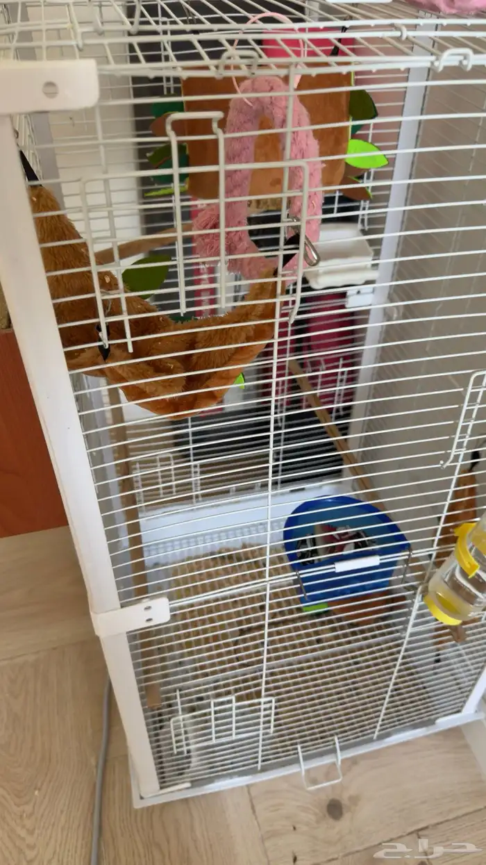 زوج شوقر قلايدر 11 شهر 5