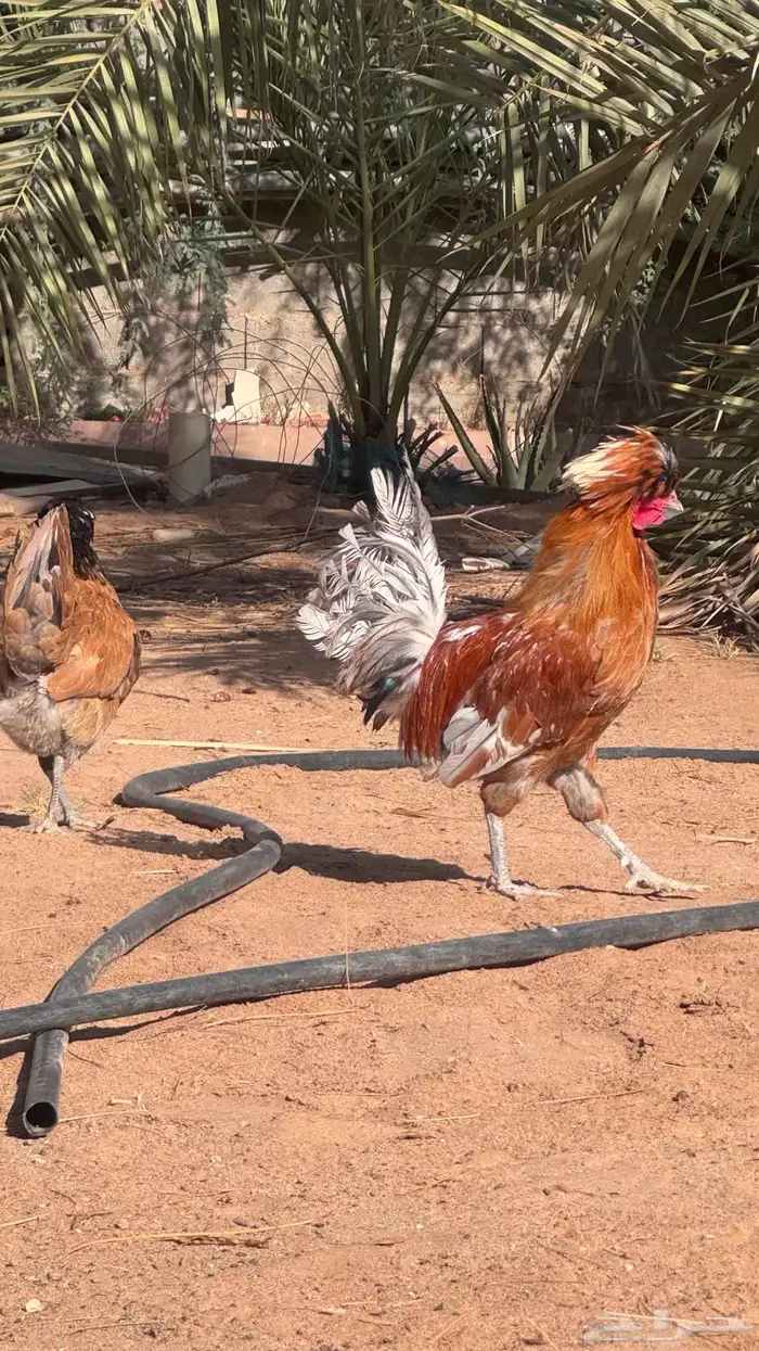 دجاج طقم زينه كشه بولش 1