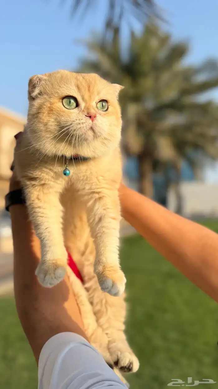 قط تربل فولد للتزاوج 2