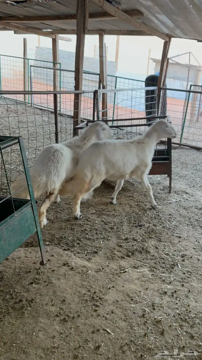 2 رخال حري عمارها فوق 6 اشهر 5