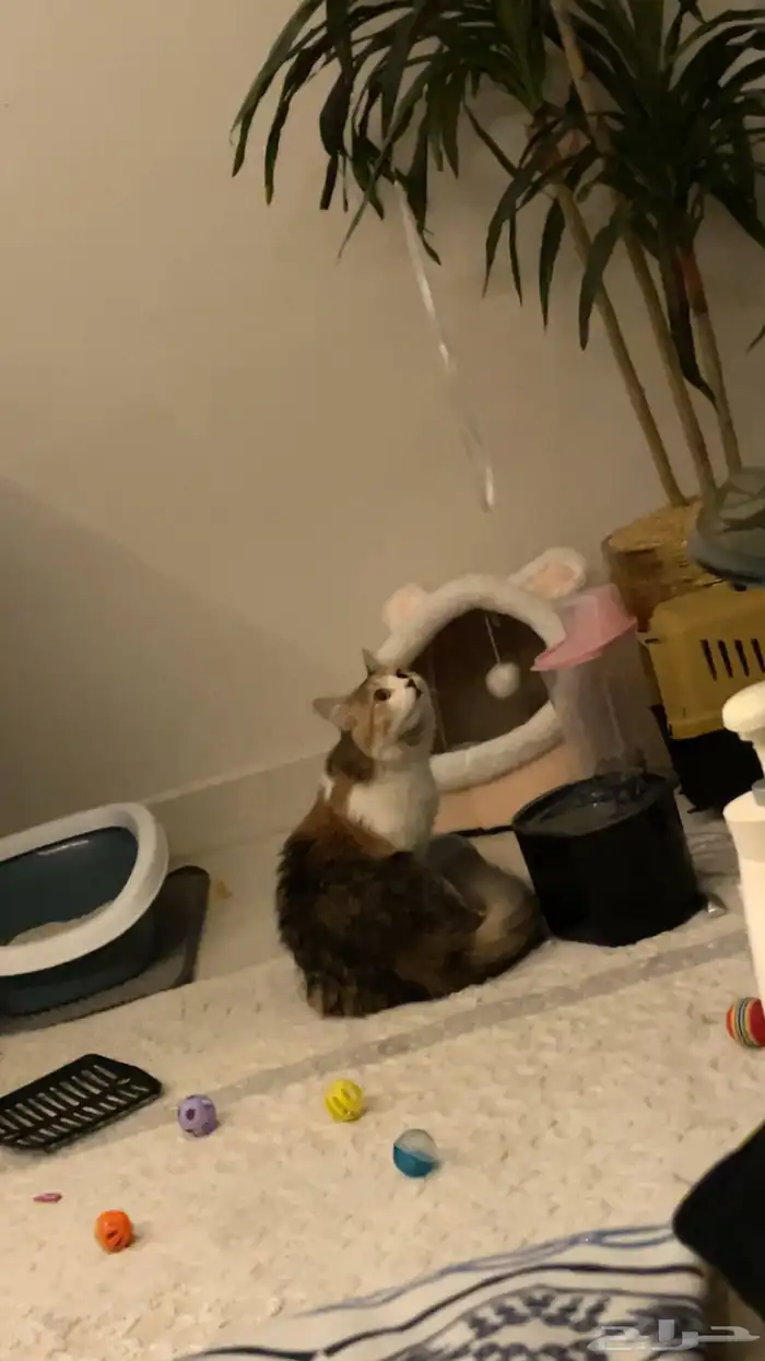 قطوه شيرازيه 1