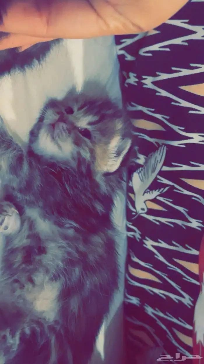 سكوتش فولد جمالو 1