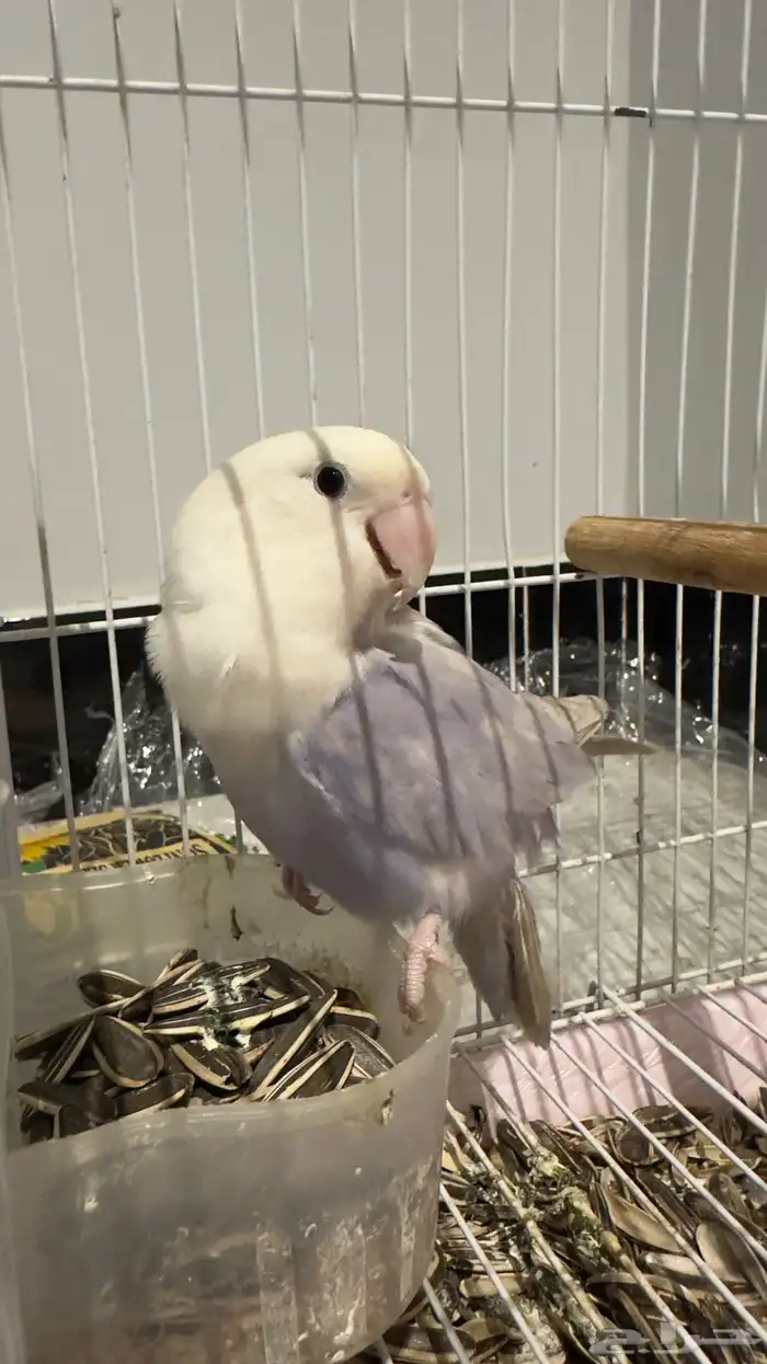 طائر روز للبيع 1