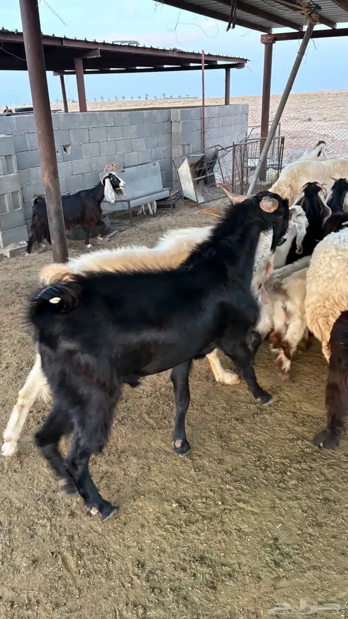 للبيع تيس معرف 2