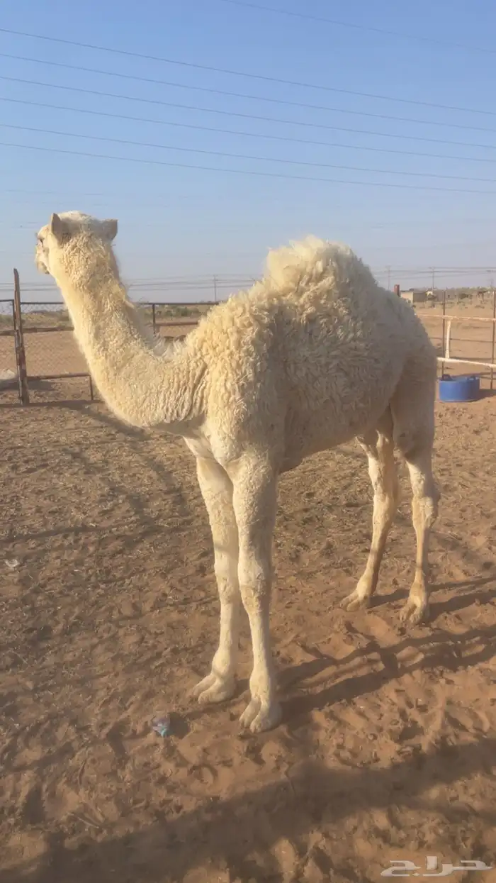 حاشي للبيع 0