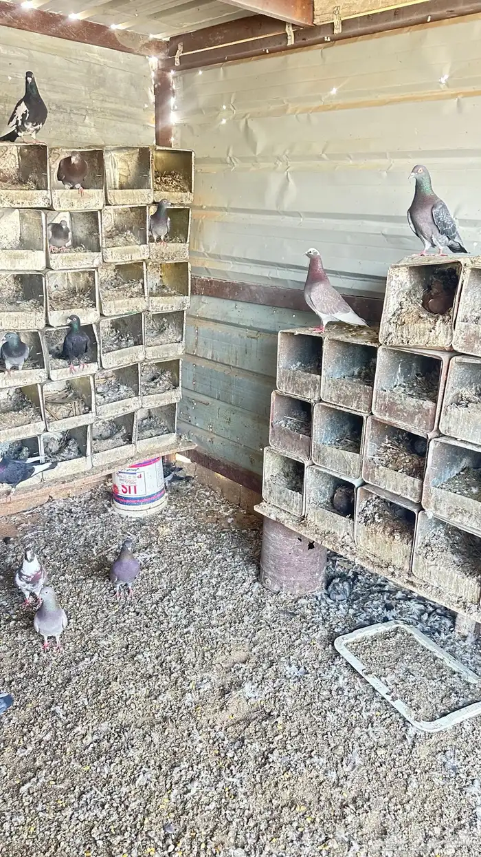 حمام للبيع 2